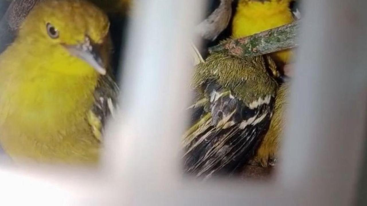 Trivia: 18 Ekor Satwa Dilindungi! Karantina Lampung Gagalkan Penyelundupan Burung Lampung 282 Ekor ke Jawa