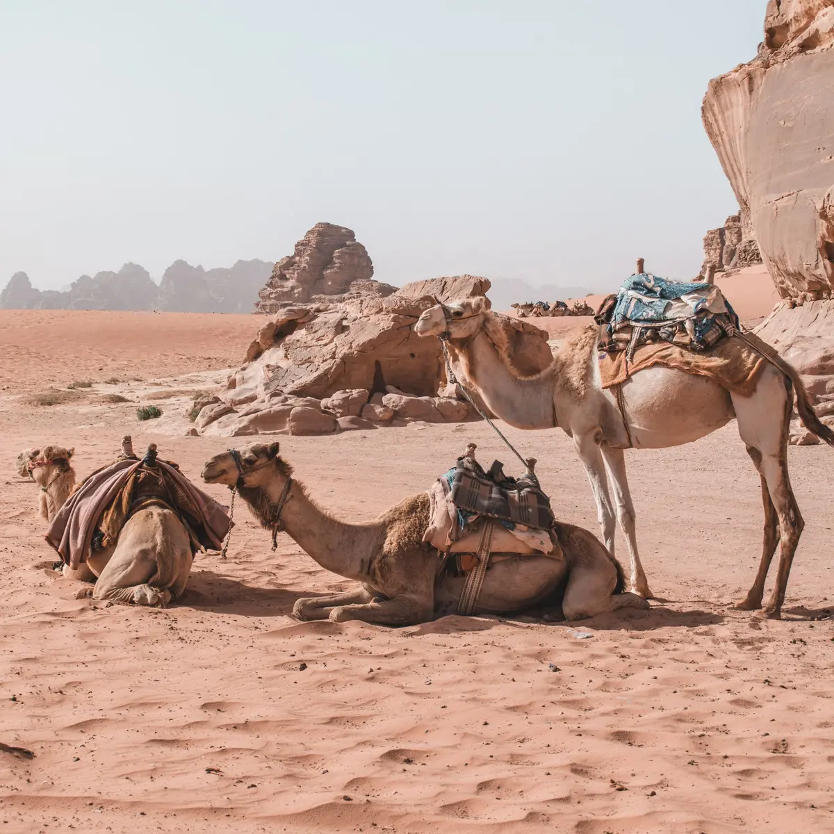 Ada Mimpi Unta, Tafsir Ini Bisa Jadi Cermin Dirimu - Hot