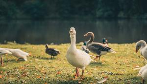 Pria AS Terinfeksi Flu Burung Subtipe H5N5, Kasus Pertama di Dunia pada Manusia. Foto wirestock/freepik.