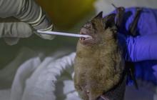 Bermula dari 3 Bocah Makan Kelelawar, 50 Orang Kemudian Tewas karena Penyakit Misterius