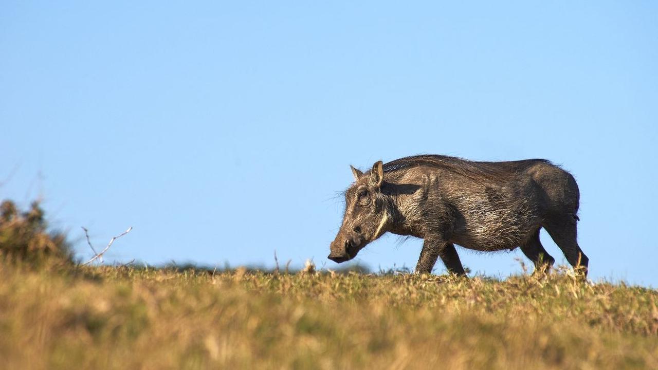 <b>Pelaksanaan Mangalang Babi Ambat</b>