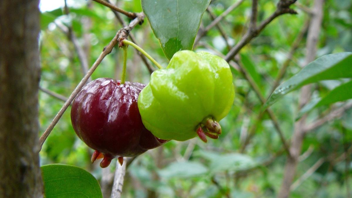 Cara Merebus Daun Dewandaru untuk Darah Tinggi, Tanaman Herbal yang Banyak Manfaat