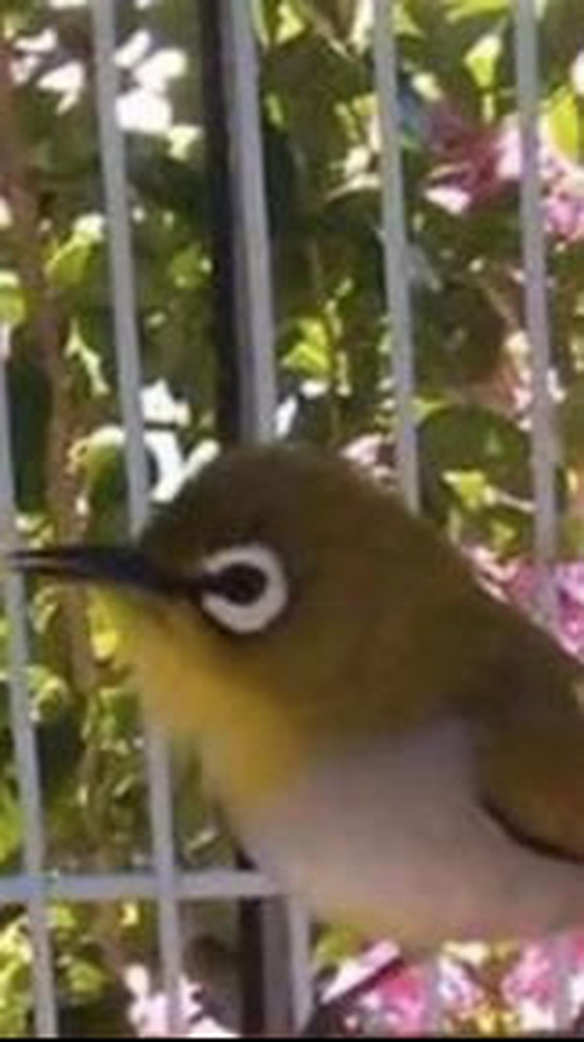 9. Pleci Auriventer<br>
