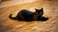 Kucing Hitam (Sumber: wikimedia commons)