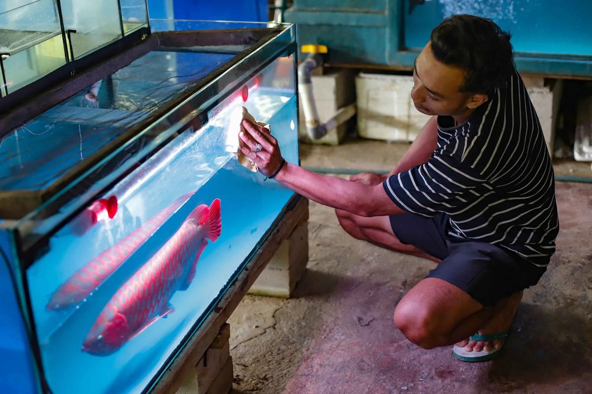 FOTO: Mengintip Proses Budidaya Arwana, Si Ikan Hias Berharga Fantastis
