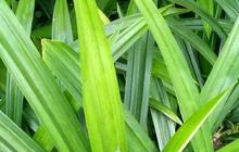 Daun Pandan Bukan Hanya Bumbu Masak, Tapi Juga Obat Tradisional yang Berkhasiat