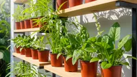 7 Model Kebun Rak Bertingkat di Teras 2x3 Meter, Fungsional dan Estetis