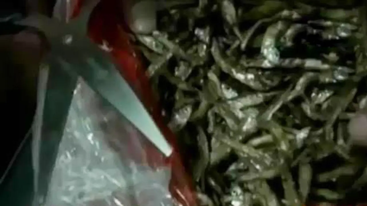 Penyelundupan Sabu dalam Ikan Asin