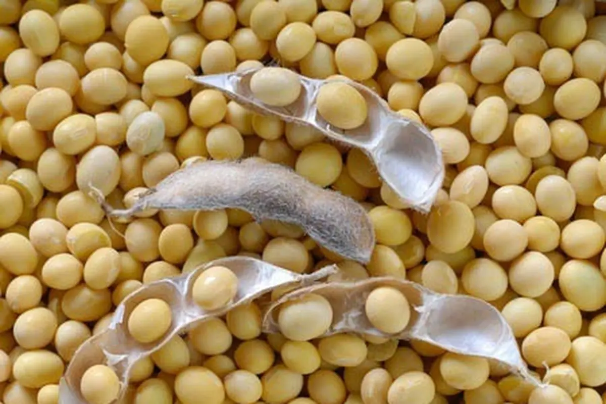 Protein Kedelai dan Kolesterol