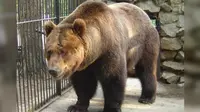 Beruang cokleat Ussuri (shaggygod.proboards.com).