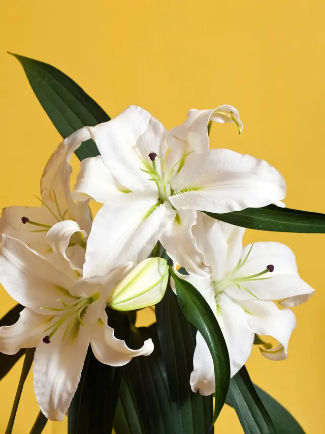 Ilustrasi Bunga Lili