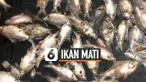 TV Ikan Mati