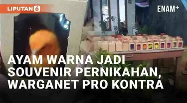 Souvenir pernikahan umumnya berupa benda-benda unik seperti gelas hias hingga gadget. Namun hajatan pernikahan yang viral baru-baru ini justru memakai anak ayam warna-warni sebagai souvenir. Pihak penyelenggara mengemas ayam masing-masing dalam kotak...