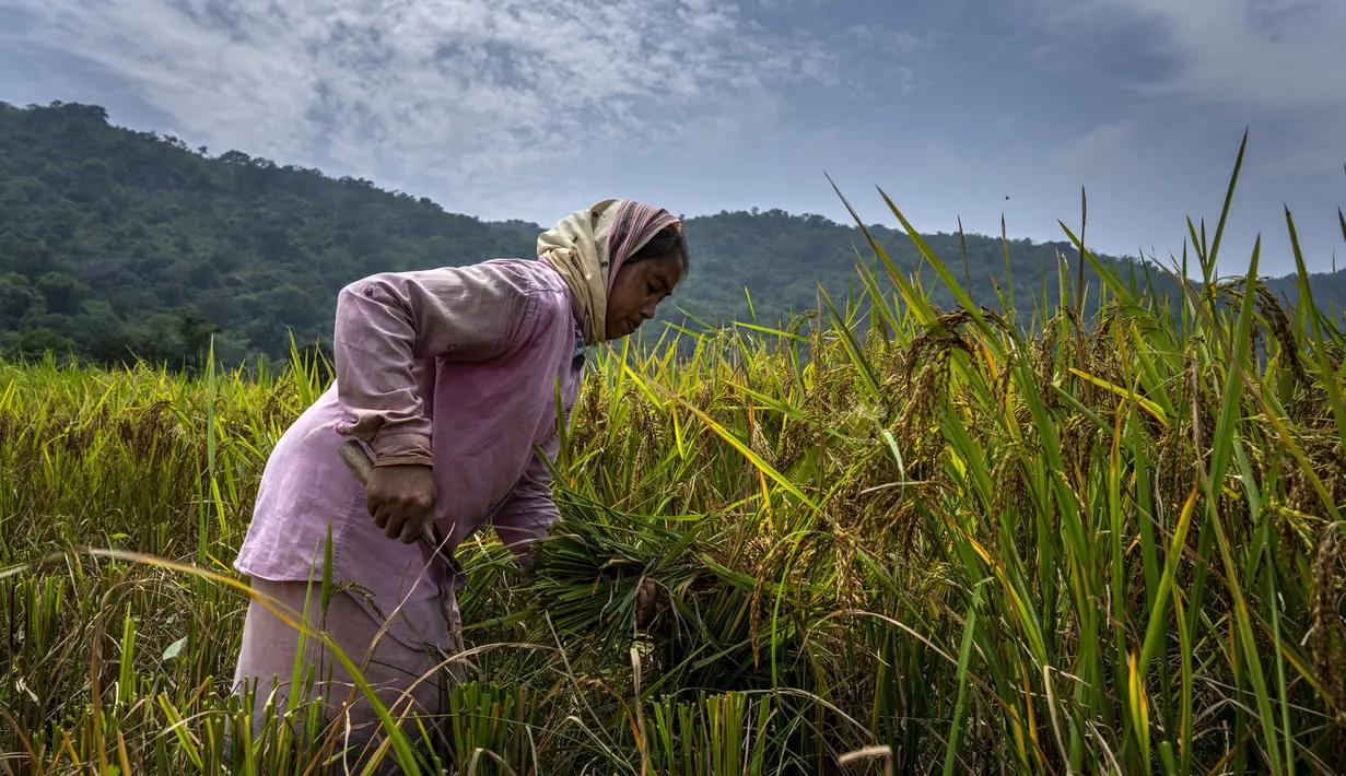 Seorang wanita suku Karbi memanen padi di ladang di pinggiran Gauhati, India, Senin (23/5/2022). Suku Karbi adalah salah satu komunitas etnis utama di India Timur Laut yang sebagian besar terkonsentrasi di distrik perbukitan Karbi Anglong di Assam. (AP Photo/Anupam Nath)