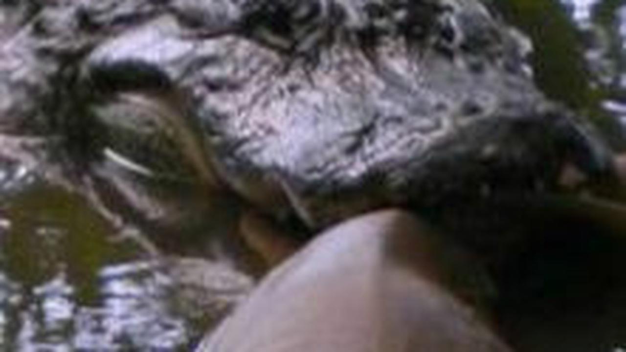 4. Aligator Amerika