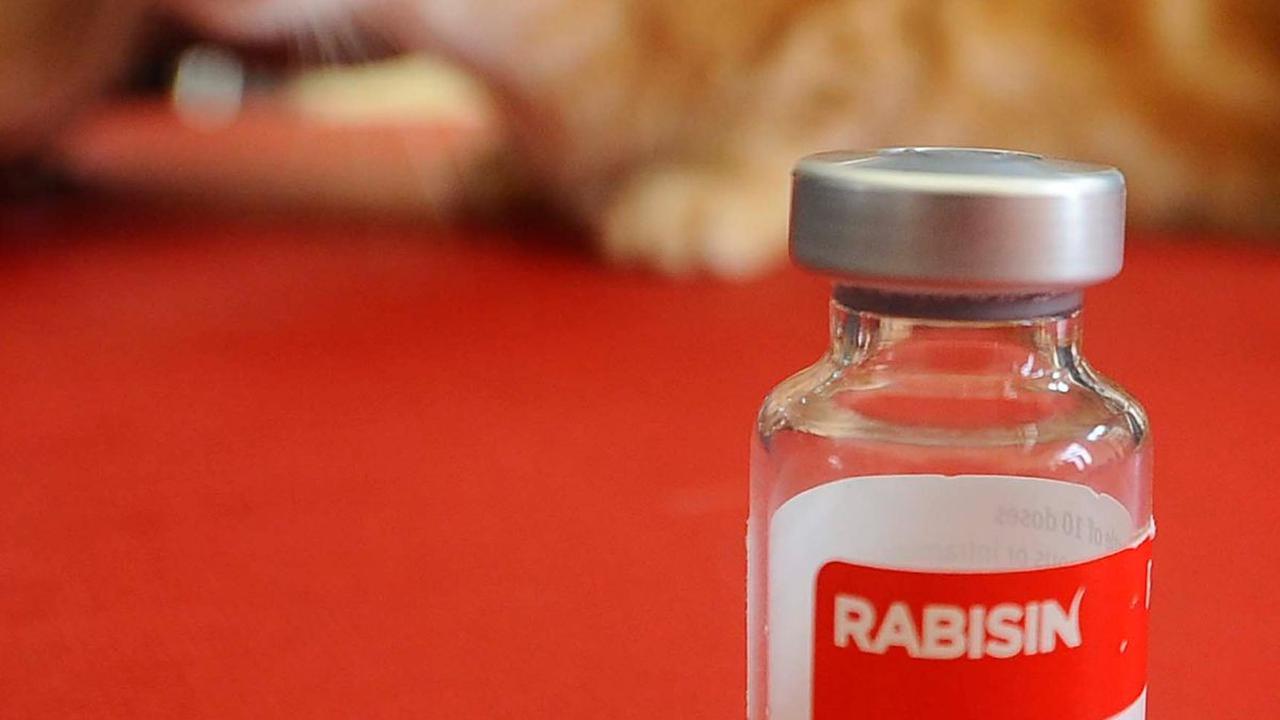 Sebotol dosis vaksin rabies yang disuntikkan pada hewan peliharaan selama Vaksinasi Rabies Massal se-Kota Depok di Kantor Kecamatan Cinere, Depok, Jawa Barat, Sabtu (18/11/2023).