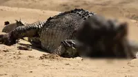 Buaya empat meter tanpa kepala yang ditemukan di Far North Queensland, Australia. (Tom Chalmers Hayes, Instagram/@crocodile_beers via News.com.au)
&nbsp;