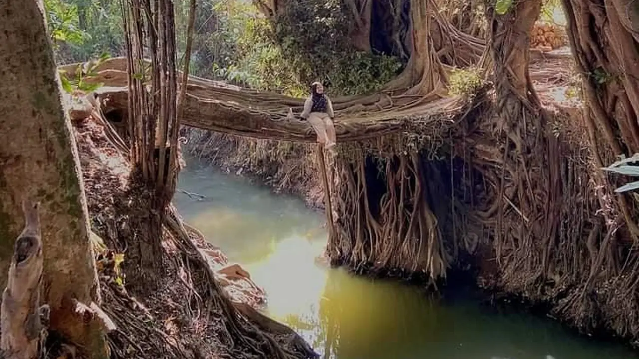 Jembatan Akar Yogyakarta