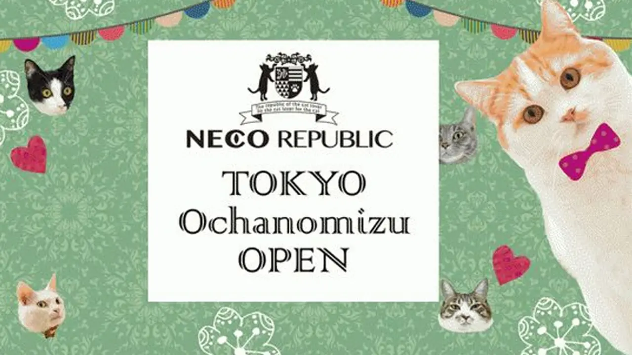 Neco Republic Cafe, Kucing Liar Menemukan "Rumah Baru"
