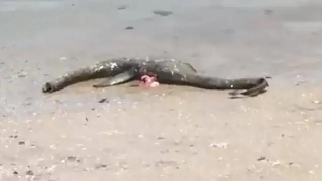Terdampar Di Pinggir Pantai, Bangkai Ini Bikin Geger, Monster?