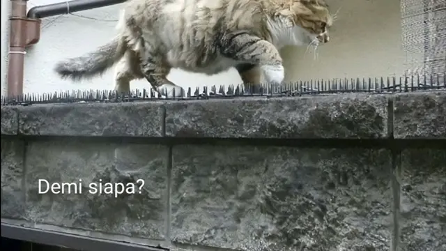 6 Potret Aksi Lucu Kucing Jantan Bertemu Si Betina, Penuh Keyakinan Meski Sulit