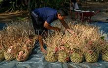 Pemkot Tangerang Ajak Panitia Terapkan Kurban Ramah Lingkungan, Tekan Sampah Plastik
