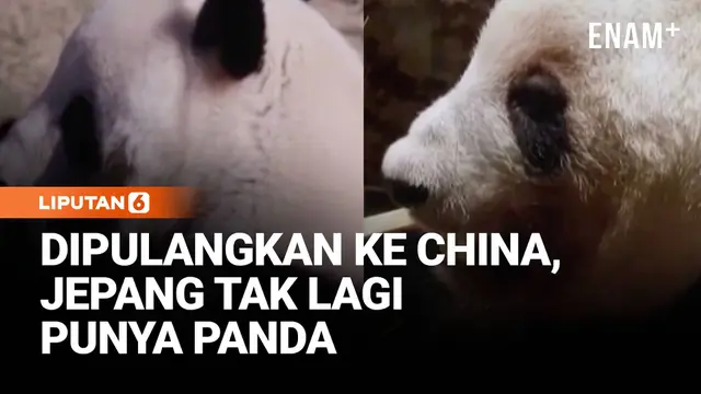Diplomasi Panda Berakhir, Jepang Kembalikan Xiao Xiao dan Lei Lei ke China