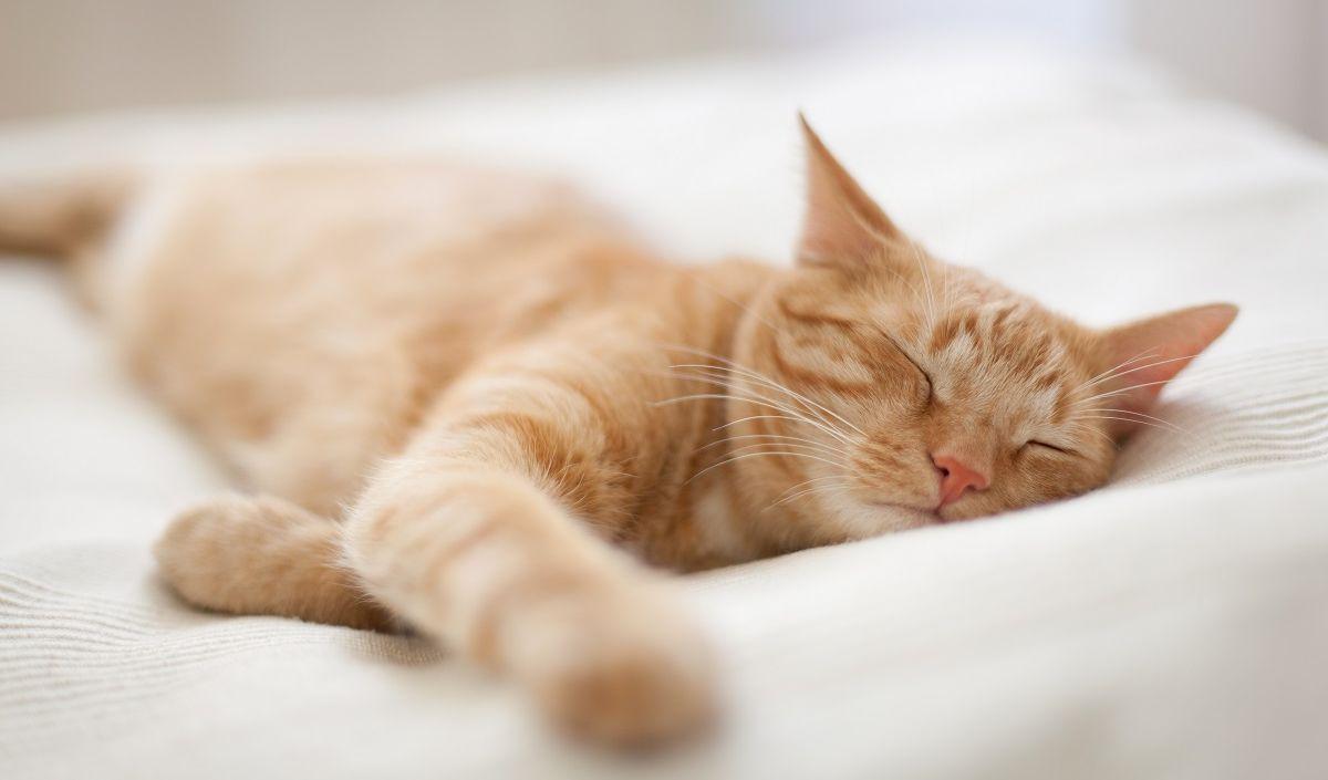 <b>Cara Mencegah Kucing Muntah</b><br>