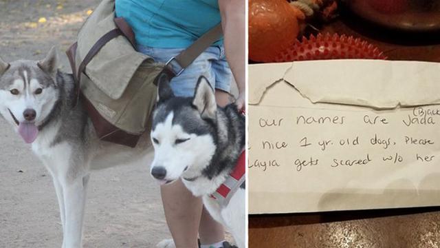 Dibuang Oleh Pemilik, Anjing Ini Disertai Sepucuk Surat