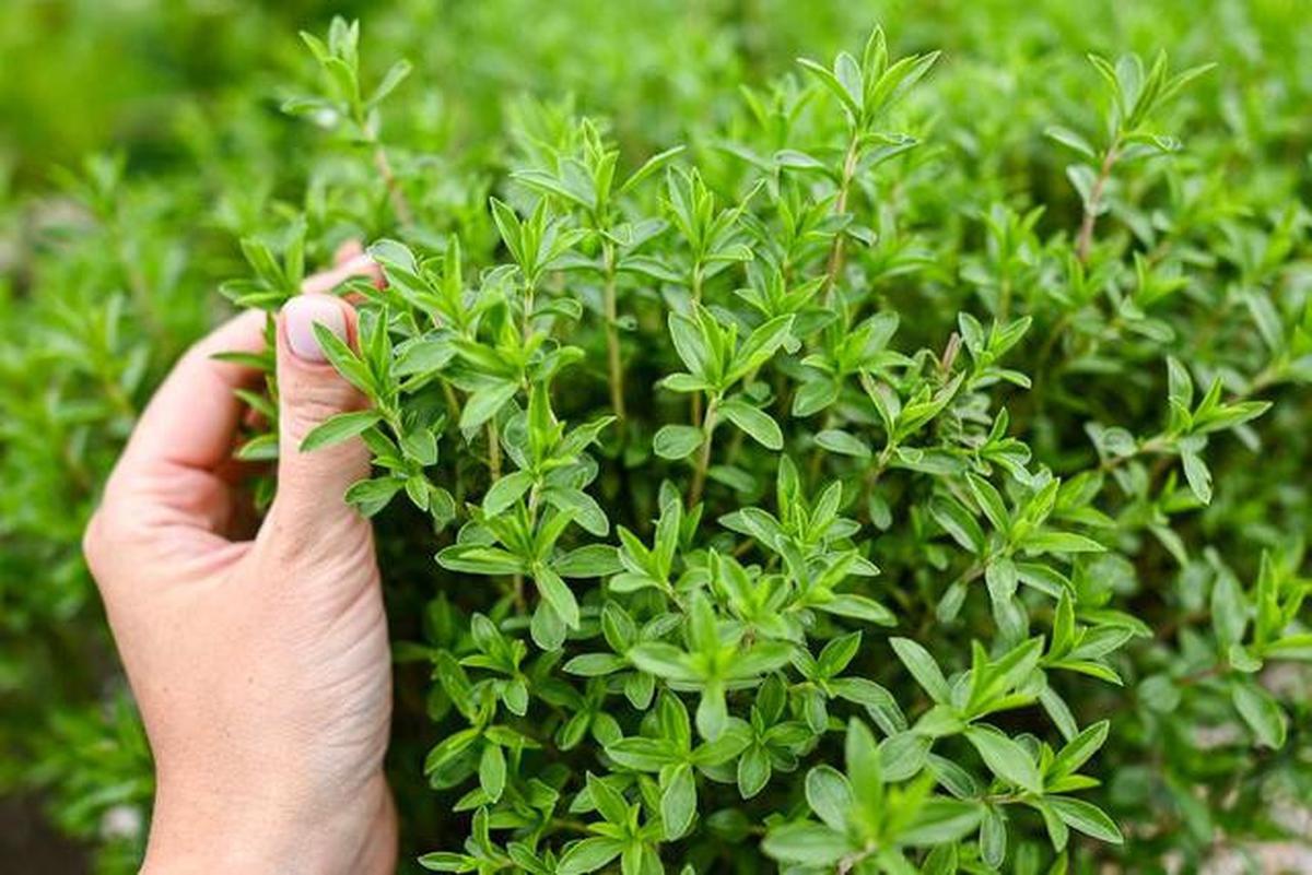 7 Jenis Tanaman Dapur di Kebun Mini yang Tidak Membutuhkan Banyak Air, Praktis dan Mudah Dirawat di Rumah