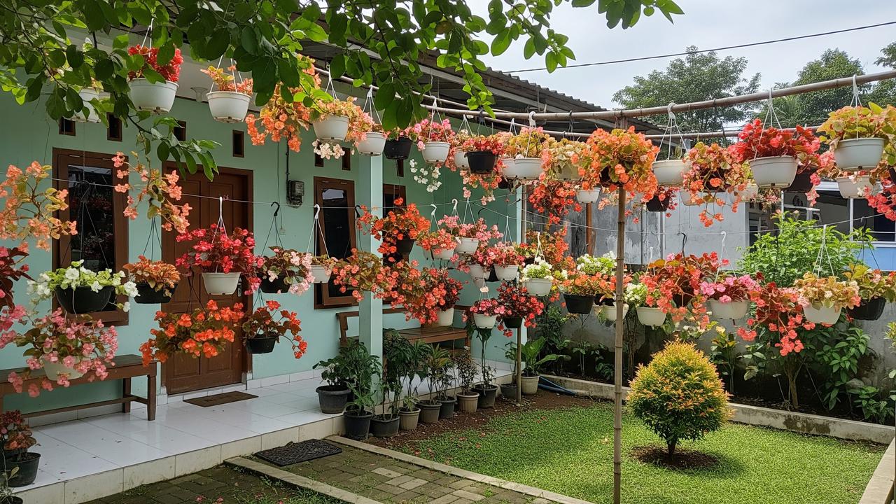 Tanaman Gantung untuk Teras Sempit yang Awet Meski Jarang Disiram Jenis Begonia