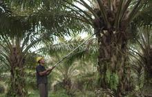 Kementan Perkuat Hilirisasi Sawit, Dorong Nilai Tambah dan Daya Saing Global