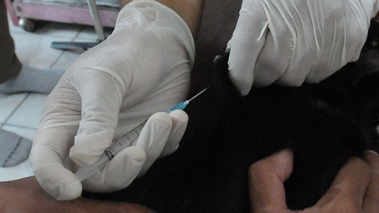 Tindakan pencegahan ini sebagai langkah Pemprov DKI untuk terus mempertahankan Jakarta agar terbebas dari virus rabies yang menular dari gigitan hewan bertaring.