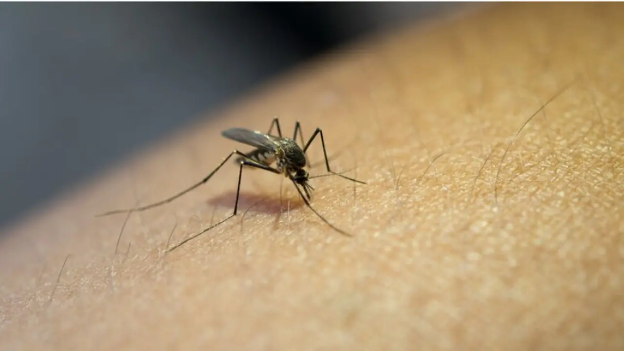 Nyamuk Berbakteri Wolbachia Tak Hanya Turunkan Kasus Dengue tapi Juga Zika hingga Chikungunya