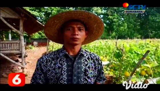 VIDEO: Budidaya Melon oleh Siswa SMK Mambaul Ihsan di Lahan Kosong Sekolah
