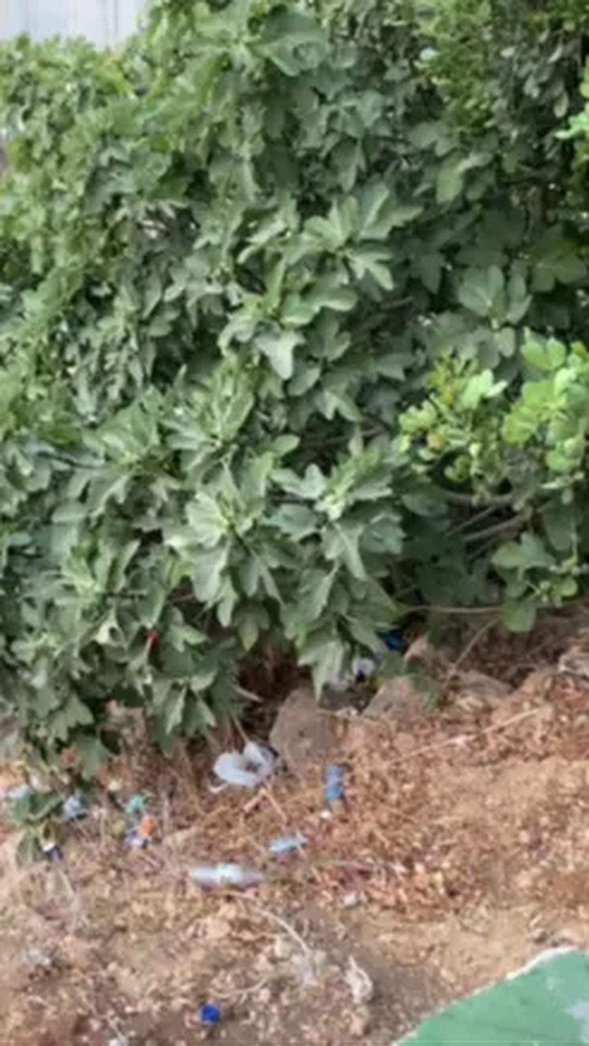 Video penampakan buah dari Surga ini kemudian diunggah melalui akun TikTok dokumentasi16.