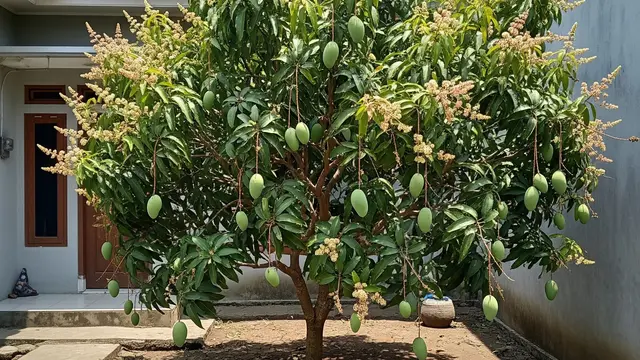 Mangga