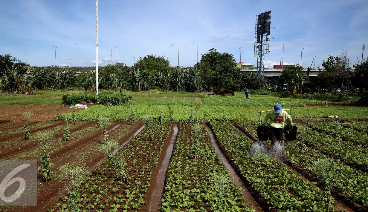 Petani menyiram sayuran bayam saat memanfaatkan lahan pertanian di Jakarta, Selasa (23/12). Hal tersebut membuat petani menjadi lesu menanam. (Liputan6.com/Johan Tallo)