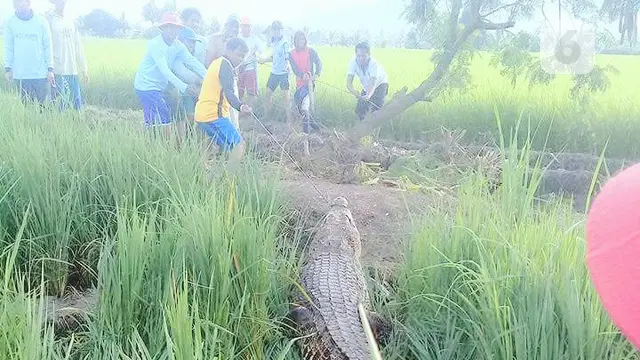 buaya