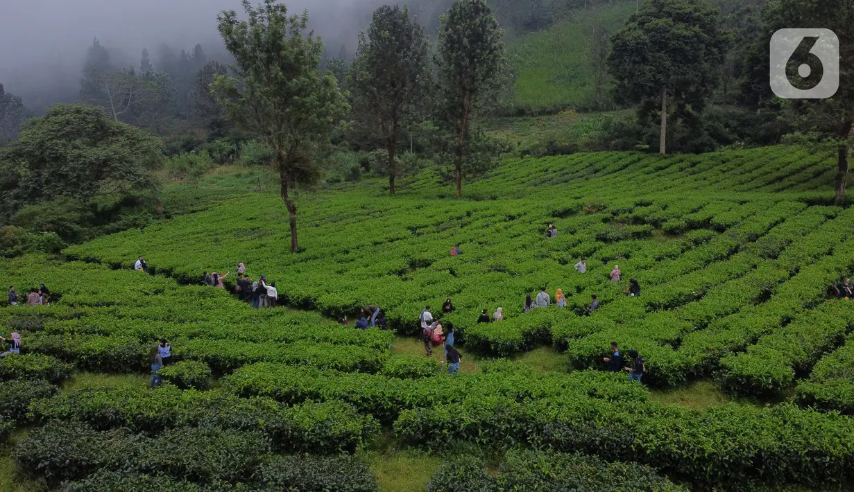 Pemandangan foto udara Perkebunan Kebun Teh kawasan Puncak, Kabupaten Bogor, Jawa Barat, Minggu (31/5/2020). Meski Pemkab Bogor memperpanjang masa Pembatasan Sosial Berskala Besar (PSBB) hingga 4 Juni namun wisatawan tetap memadati kawasan wisata kebun teh. (Liputan6.com/Helmi Fithriansyah)