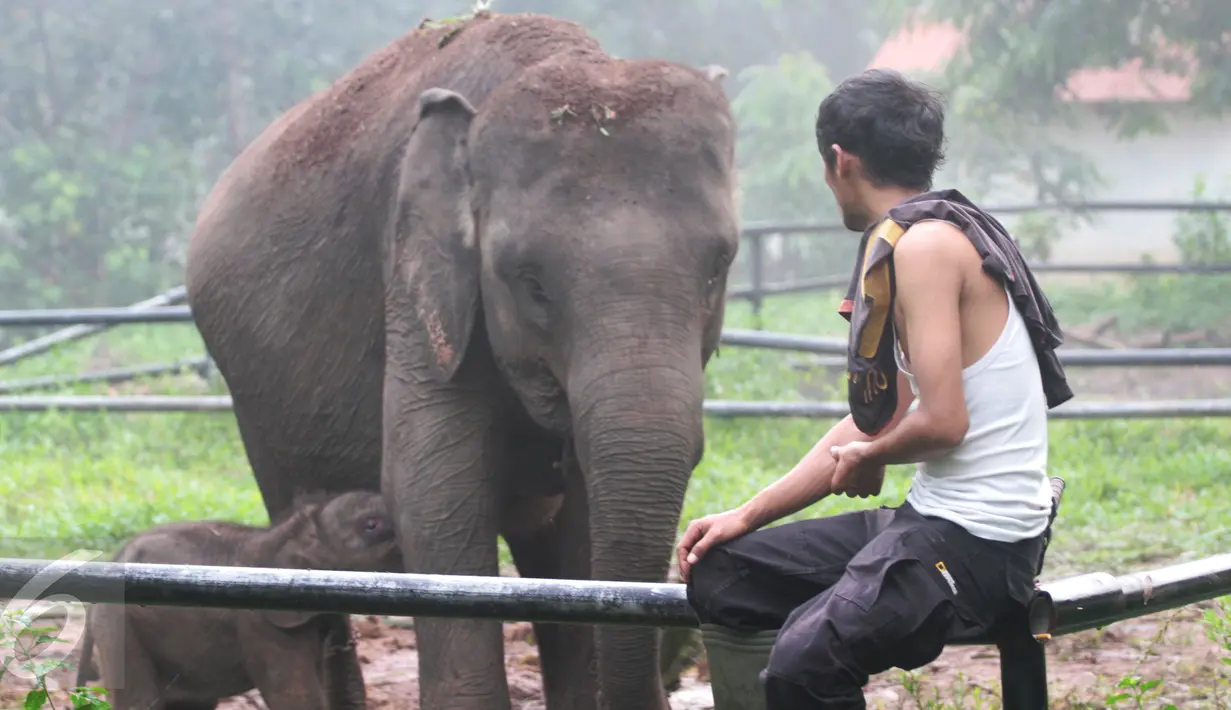 Seorang pawang mengawasi induk gajah betina bernama Dita bersama bayinya yang baru lahir di PLG Way Kambas, Lampung Timur, Selasa (11/10). (Regina Safri)
