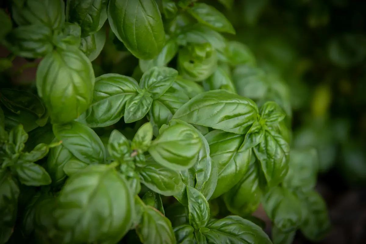 Manfaat Daun Kemangi