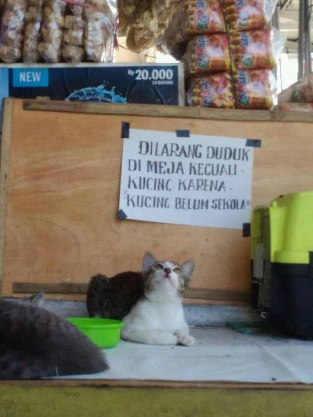 6 Imbauan Libatkan Kucing Ini Nyeleneh Banget, Bikin Heran