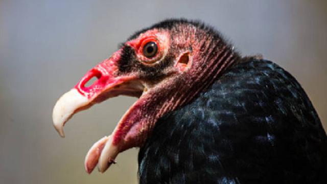 Burung Kalkun Turki (iStock)