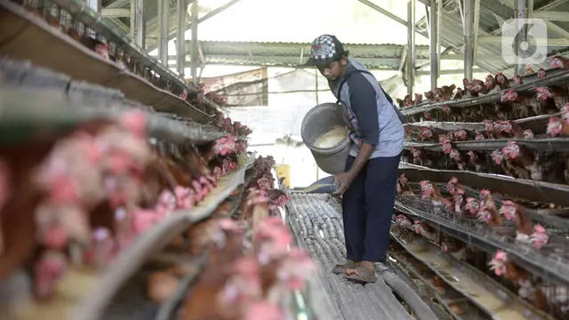 FOTO: Harga Telur Ayam