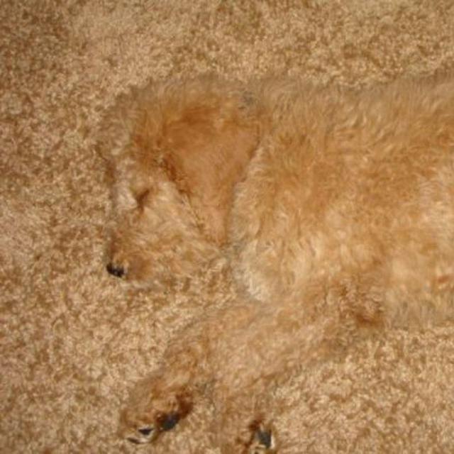 Potret Menggemaskan saat Anjing Berkamuflase Ini Bikin Cengar Cengir