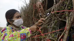 Seorang pedagang menyiapkan bundel pohon bunga kuning untuk dijual di toko pinggir jalan di Phnom Penh, Kamboja (8/2/2021).  Imlek pada tahun ini jatuh pada tanggal 12 Februar 2021. (AP Photo/Heng Sinith)