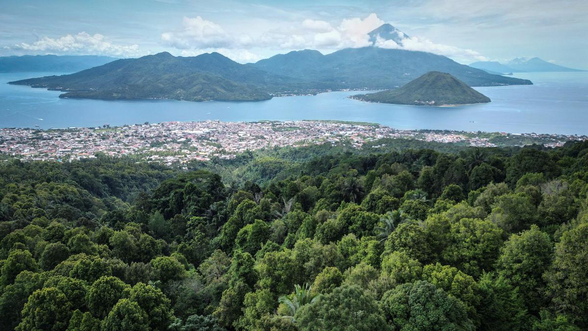 Perubahan Iklim Ancam Perkebunan Cengkih