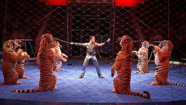 Akibat Atraksi Ring Api, Macan Sirkus Ini Pingsan