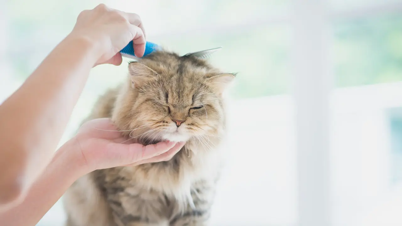 4 Perawatan Harian untuk Kucing Kesayangan, Biar Si Kecil Berbulu Tetap Cantik Menawan